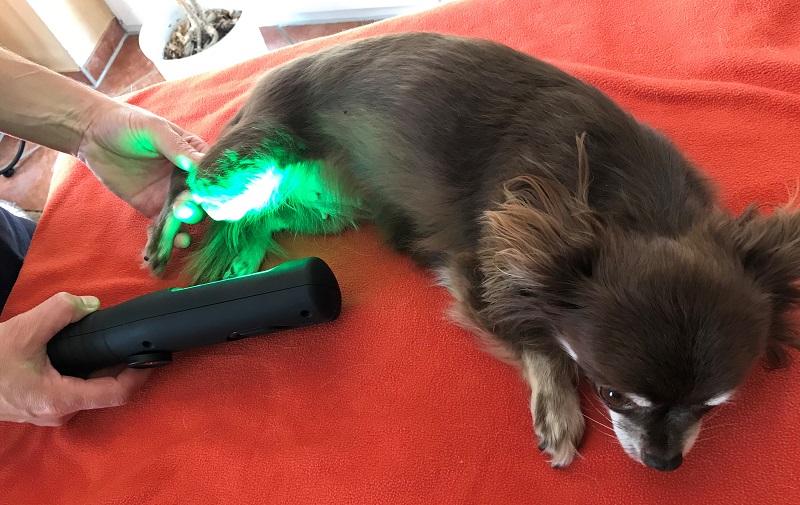 Low-Level-Lasertherapie an der Pfote eines Hundes