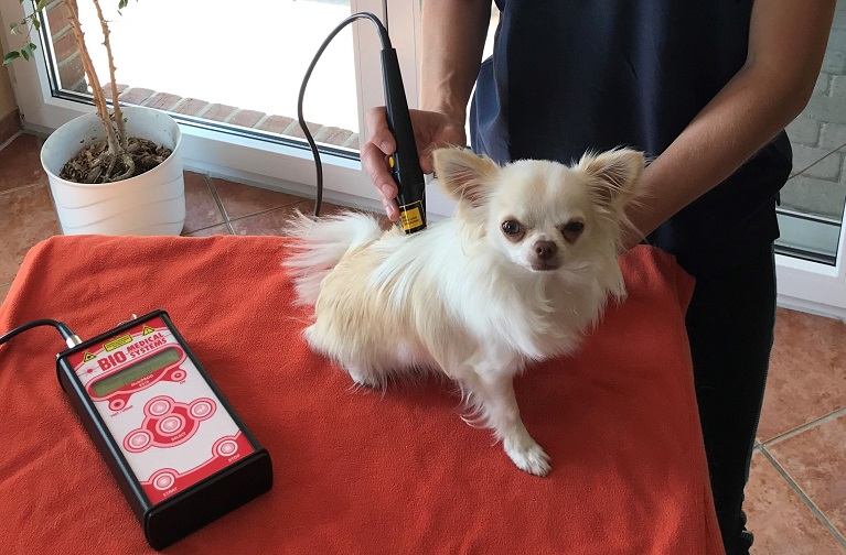 Laserakupunktur bei einem Hund