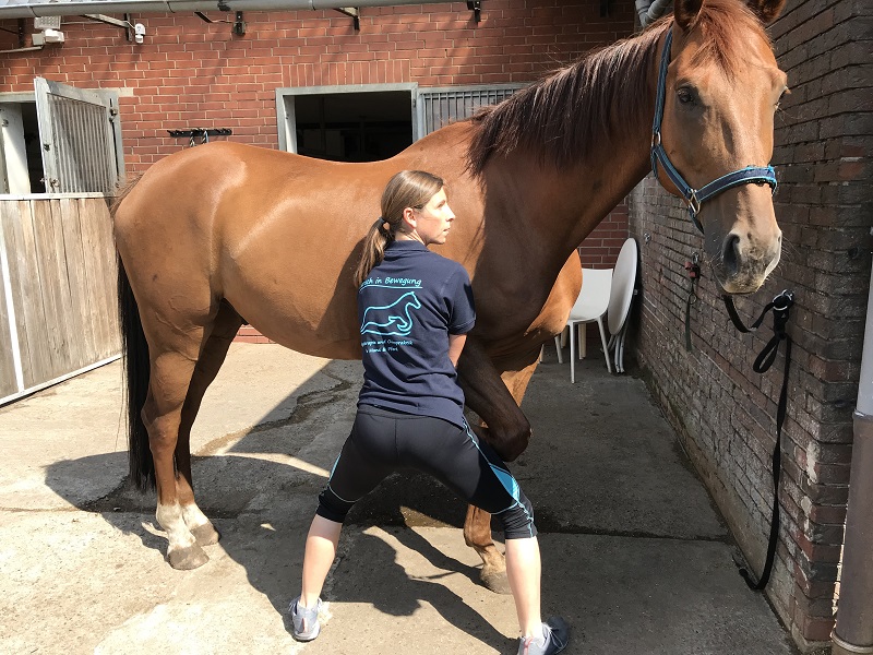 Physiotherapeutische Behandlung am Pferd