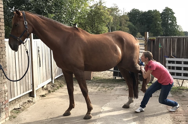Manuelle Therapie beim Pferd