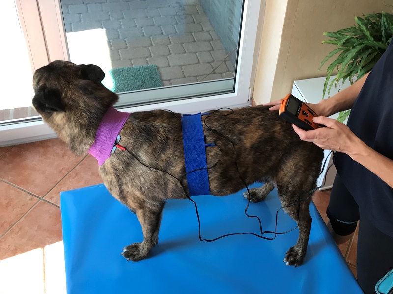 TENS-Anwendung bei einem Hund